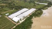 Nông nghiệp Khánh Hòa chuyển mình mạnh mẽ nhờ công nghệ cao và liên kết bền vững