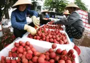 Nâng tầm giá trị bền vững cho quả vải thiều Việt Nam