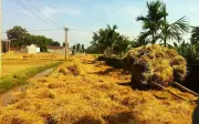 Phơi lúa trên đường: Ký ức đẹp và hiểm họa khôn lường