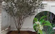 Phong thủy cây mộc hương: Vị trí cần tránh để không ảnh hưởng vận khí