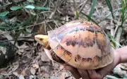 Phát hiện 4 loài rùa quý hiếm tại Khu dự trữ thiên nhiên Phong Điền