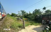 Phát hiện cây đổ chắn đường sắt, tàu khách dừng khẩn cấp