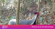Phát hiện nhiều loài gà quý hiếm tại Vườn quốc gia Chư Mom Ray