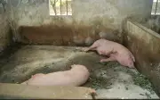 Phát hiện nhiều vi phạm tại cơ sở giết mổ lớn nghi thu mua lợn bệnh ở Ninh Bình