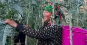 Phát triển dược liệu thành sản phẩm công nghiệp hàm lượng khoa học cao