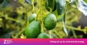 Quả bơ: Loại quả Việt béo ngậy, bổ dưỡng không kém nhân sâm
