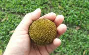 Quả gáo từ cây mọc hoang 'lên đời' thành đặc sản săn tìm