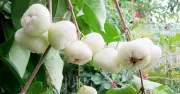 Quả roi từ rụng đầy gốc thành nông sản giá trị cao nhờ xuất khẩu