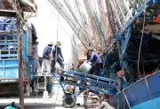 Quảng Ngãi: Trúng mùa mực, ngư dân hải đảo vươn khơi