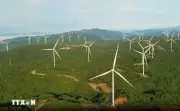 Quảng Ninh đẩy nhanh dự án nhà máy điện gió đầu tiên trên biển tại đặc khu Cô Tô