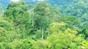 Quảng Trị siết chặt quản lý, bảo vệ hơn 773.000 ha rừng