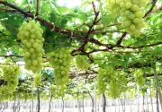 Quyết liệt hơn trong quản lý vùng trồng, cơ sở đóng gói và kiểm nghiệm