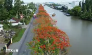Đỏ rực đường hoa phượng bên bờ kênh Xáng Lập Vở