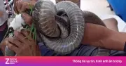 Rắn hổ mang cắn khiến cánh tay người đàn ông biến dạng, nhập viện cấp cứu
