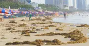 Rong biển Phú Kỳ: Đặc sản bãi sau Vũng Tàu gây sốt