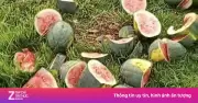 Ruộng dưa sắp thu hoạch của hộ cận nghèo ở Nghệ An bị kẻ gian chặt phá
