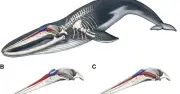 Sự thật gây sốc: Thứ cá voi phun ra từ lỗ thở không phải nước biển