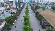 Sắc tím bằng lăng nhuộm thơm phố Hà Nội giữa mùa hè