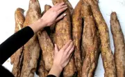 Sắn dây - 'Nhân sâm trắng' của người Việt: Lợi ích sức khỏe tuyệt vời