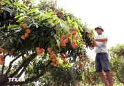 Sản lượng giảm mạnh, vải đầu vụ giá cao lên đến 70.000 đồng mỗi kg