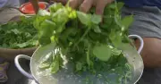 Săn vật không tốn tiền mua ở miền Tây, nấu canh ăn ngon lại mát