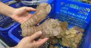 Sản vật trời ban có 10 chân ở Mũi Né khiến du khách mê mẩn