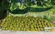 Sầu riêng ĐBSCL lao dốc: Nhà vườn thua lỗ, ngành chức năng tìm giải pháp