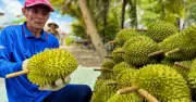 Sầu riêng Cần Thơ giá giảm sâu, nông dân khốn đốn vì thương lái ép giá