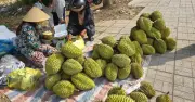 Sầu riêng miền Tây rớt giá thảm, nhà vườn mang ra lề đường bán lẻ