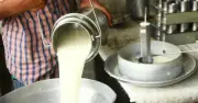 Đột kích nhà máy sản xuất sữa giả từ hóa chất tại Ấn Độ