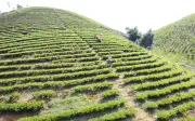 Từ nông dân đến giám đốc HTX: Hành trình nâng tầm chè Bình Sơn