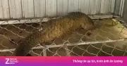 Tê tê quý hiếm nặng 5,4 kg bò vào nhà dân ở Lâm Đồng