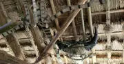 Tục treo đầu trâu ở nhà rông của người Tà Rẻ Quảng Ngãi