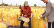 Thị trường gạo thế giới trầm lắng, Việt Nam vững vàng vượt Thái Lan