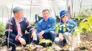 Thanh niên Quảng Ngãi khởi nghiệp với sâm Ngọc Linh dưới tán rừng