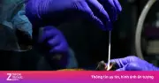 Thái Lan phát hiện biến thể virus corona mới trên dơi móng ngựa