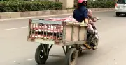 Thương lái chở thịt lợn mất vệ sinh trên đường phố Hà Nội