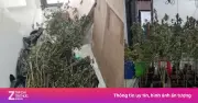 Thuê căn hộ để trồng cần sa: Phát hiện 266 cây cùng 14 kg cần sa khô