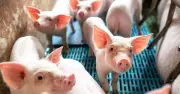 Tài sản sinh học lần đầu xuất hiện trên BCTC quý 1/2026: Diễn giải và phân tích