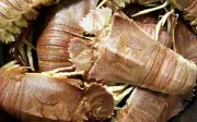 Tôm mũ ni: Đặc sản biển thơm ngon, giá trị kinh tế cao