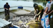 Tận cảnh thu gom, xử lý hơn 100 tấn cá chết ở hồ Trị An