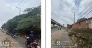TP.HCM chặt tỉa cây mọc tự nhiên đảm bảo an toàn giao thông