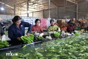 TP.HCM chuẩn hóa mã vùng trồng, mở rộng cơ hội xuất khẩu nông sản