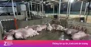 TP.HCM phát hiện 12 con heo mổ lậu, 620 con vịt không kiểm dịch