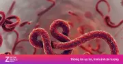 TP.HCM siết giám sát cửa khẩu phòng dịch Ebola sau cảnh báo WHO