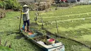 Trồng rau nhút trên sông: Mô hình kinh tế hiệu quả ở miền Tây