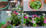 Trong ngày cây dưa cạn nảy mầm, máy lọc không khí tự nhiên lại cho hoa đẹp bốn mùa