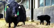 Trung Quốc nhân bản thành công 10 con bò yak, rút ngắn chu kỳ chọn giống từ 20 năm xuống dưới 5 năm