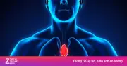 Tuyến ức: Từ cơ quan bị lãng quên đến chìa khóa chống lão hóa và ung thư