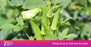 Đậu bắp: 'Nhân sâm xanh' giúp tim khỏe, ngừa ung thư